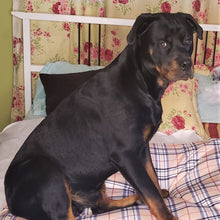 Load image into Gallery viewer, Dog Bed Cover Square - PennyPlaid