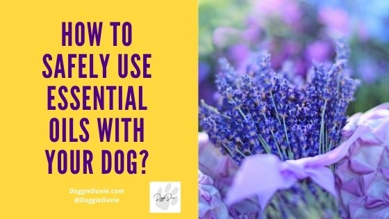 How to Safely Use Essential Oils with Your Dog!