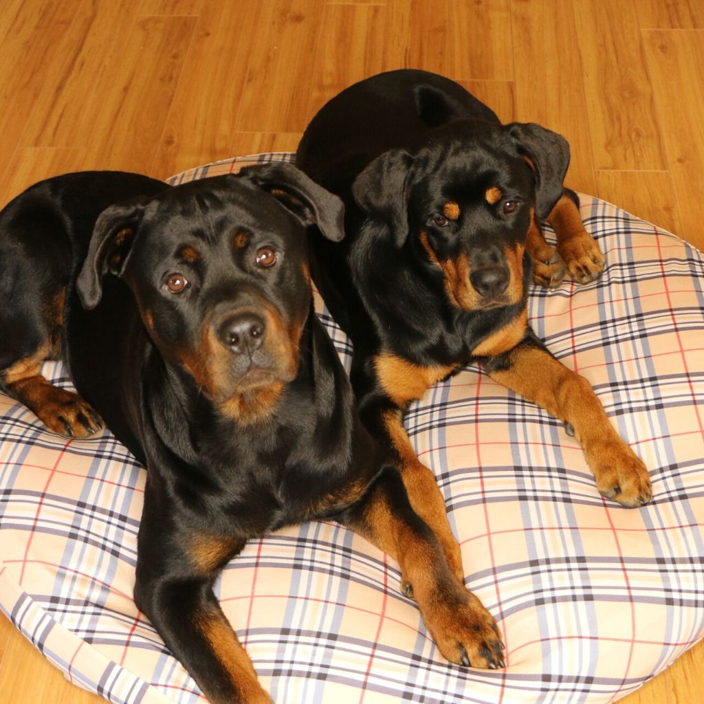 Dog Bed Cover Round - PennyPlaid